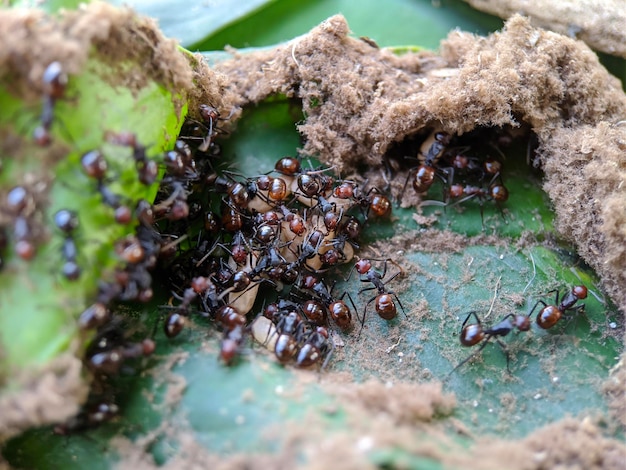 Macro della formica nera sulle foglie verdi