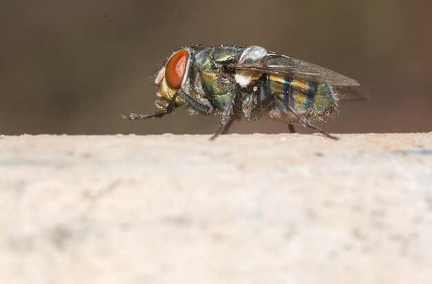 Macro della mosca del primo piano.