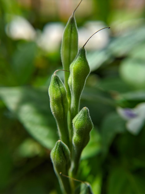 Macro della pianta di asystasia gangetica