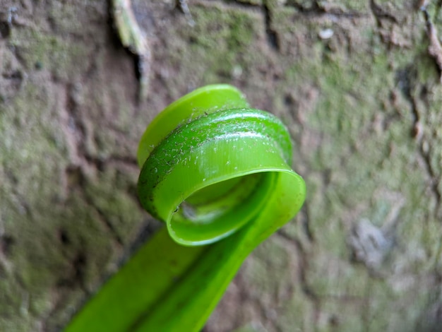 Macro della pianta di circinate venantion