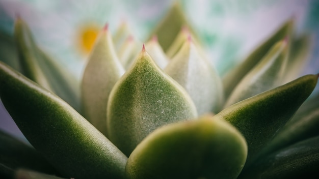 Macro della pianta verde