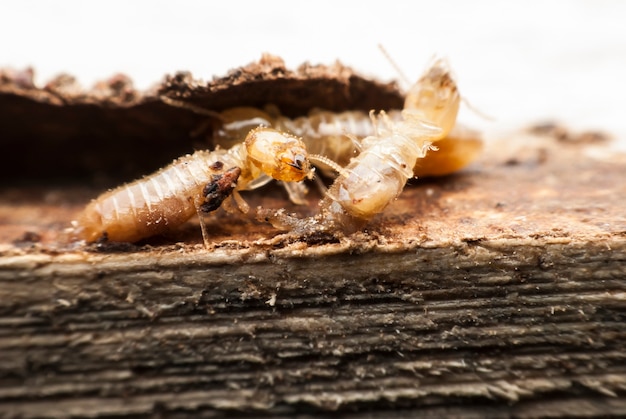 Macro della termite su legno in decomposizione