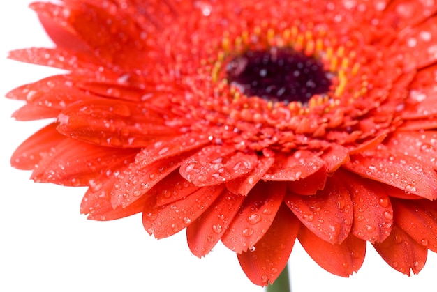 Macro della testa margherita rossa-gerbera con gocce d'acqua isolate su bianco