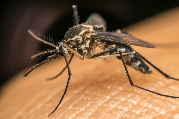 Macro della zanzara (Aedes aegypti) che succhia sangue