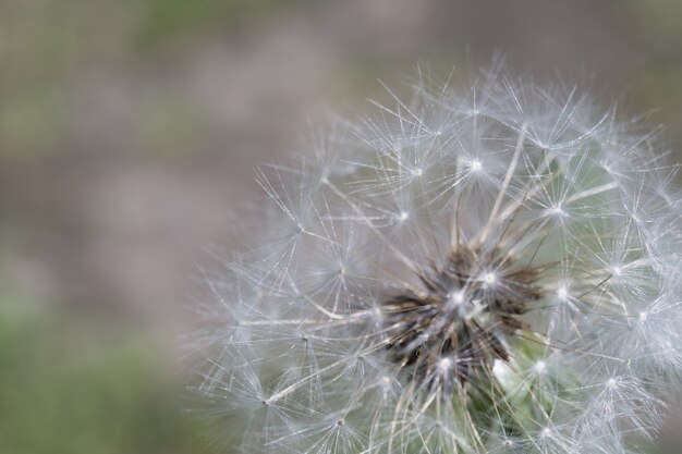 Macro dente di leone bianco