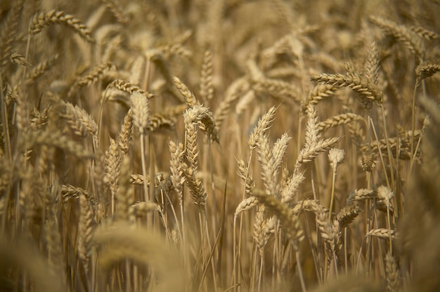 Macro dettaglio di alcune spighe di orzo maturo e pronte per la raccolta. Foto con il massimo livello di dettaglio.