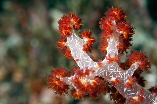 Macro dettaglio di corallo duro da Raja Ampat, Papua Indonesia