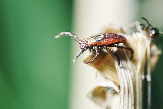 macro di acari sull'erba secca all'aperto