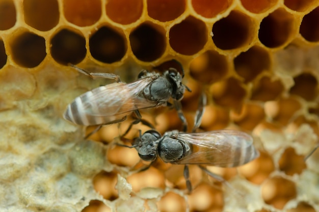 Macro di api lavoratrici sul favo