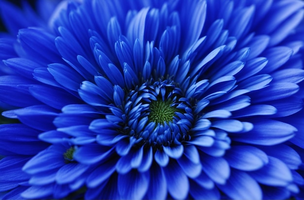 Macro di astro a fiore blu