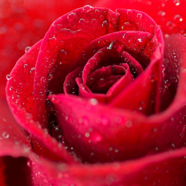 macro di bella rosa rossa