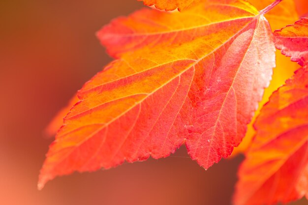 Macro di belle foglie di autunno su sfondo sfocato