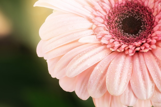 Macro di belle gocce di rugiada sulla gerbera rosa.