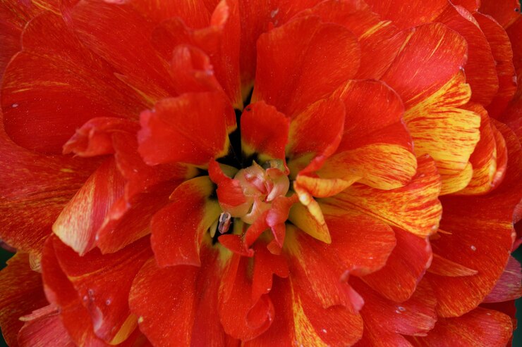 Macro di boccioli di tulipani rossi e arancioni