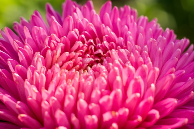 Macro di fiore di aster