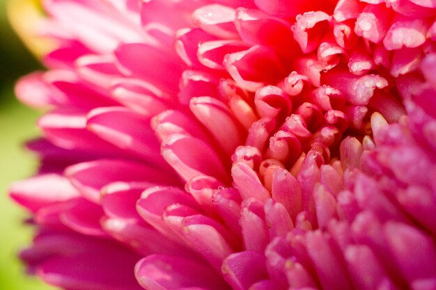 Macro di fiore di aster