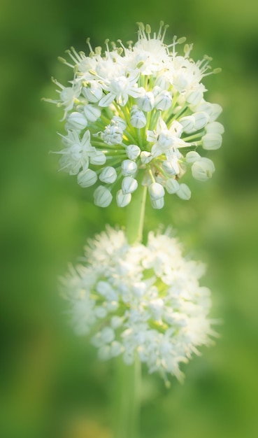 Macro di fiori di cipolla completamente sbocciati