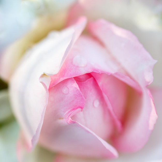 Macro di fiori di rosa Primo piano di fiori di rosa rosa Sfondo naturale di alta qualità