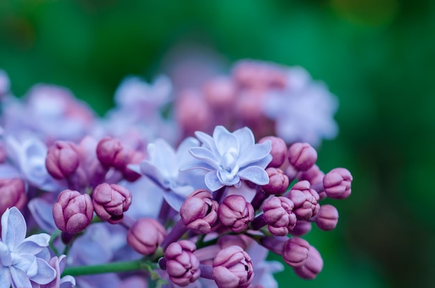 Macro di fiori lilla