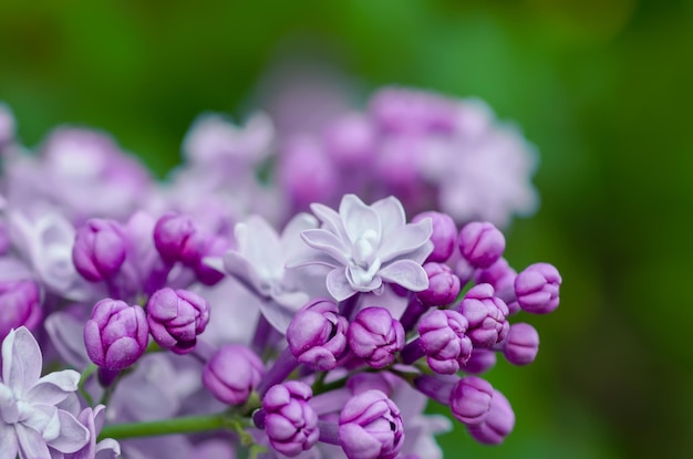 Macro di fiori lilla