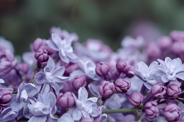 Macro di fiori lilla