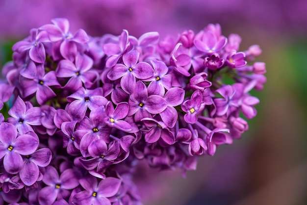 Macro di fiori lilla