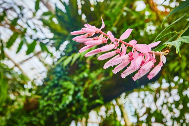 Macro di fiori rosa chiaro che iniziano a fiorire sul gambo lungo con sfondo sfocato