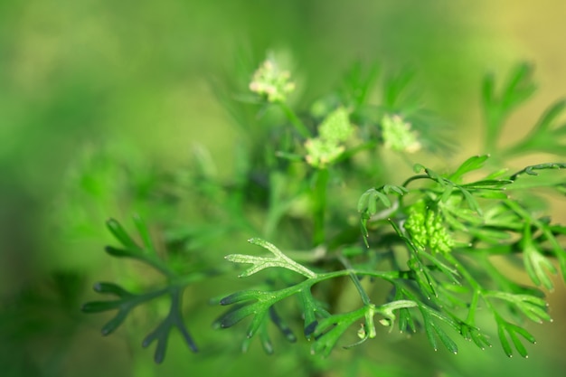 macro di foglie di albero per lo sfondo della natura