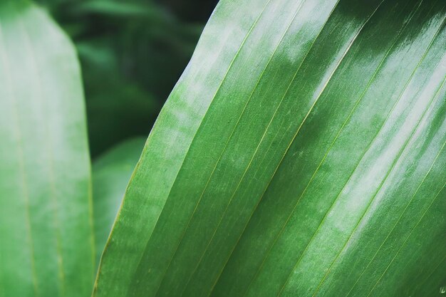 Macro di foglie di piante tropicali Sfondo di foglie verdi tropicali