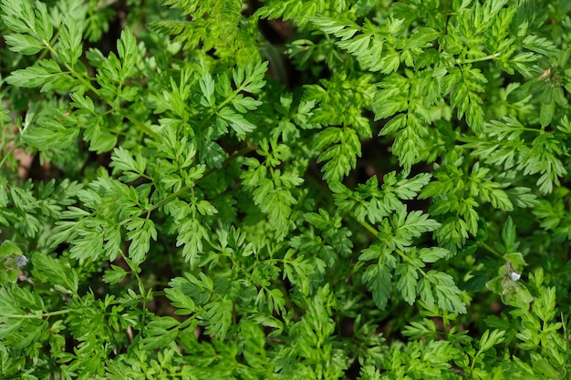 Macro di foglie verdi da vicino tutto lo sfondo verde