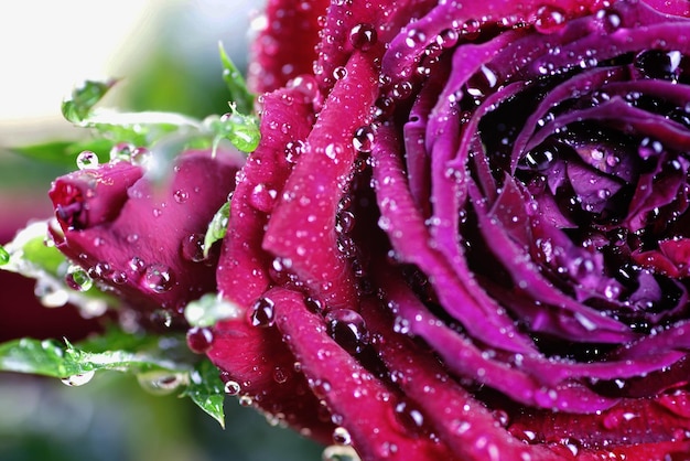 Macro di goccia del bocciolo di rosa rossa