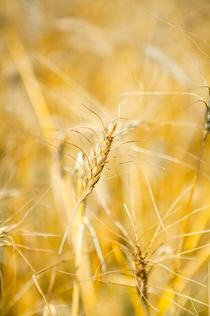 Macro di grano