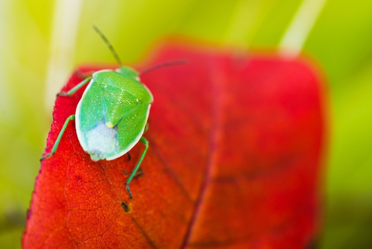 Foto macro di green stink bug