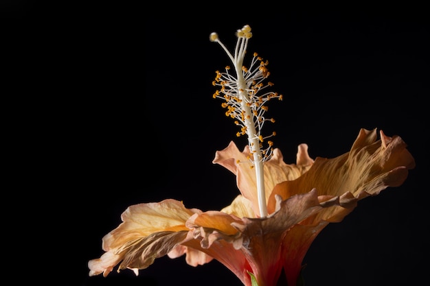 Macro di ibisco di sfondo