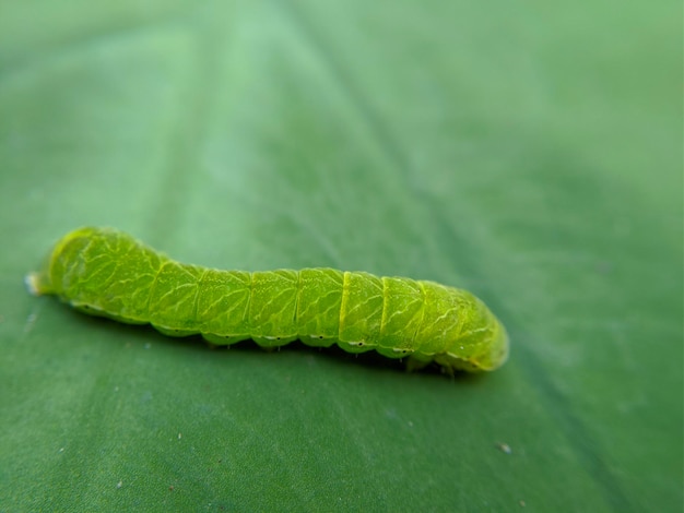 Macro di insetto bruco verde su foglie verdi