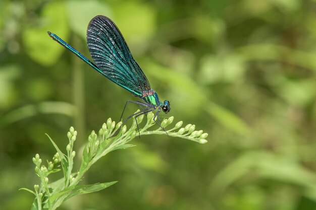 Macro di libellula blu ali aperte