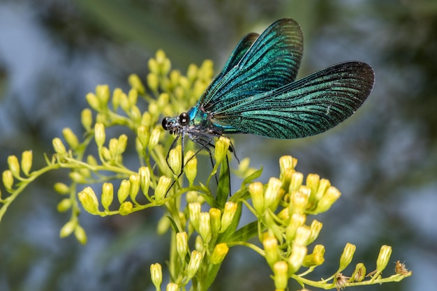 Macro di libellula blu ali aperte