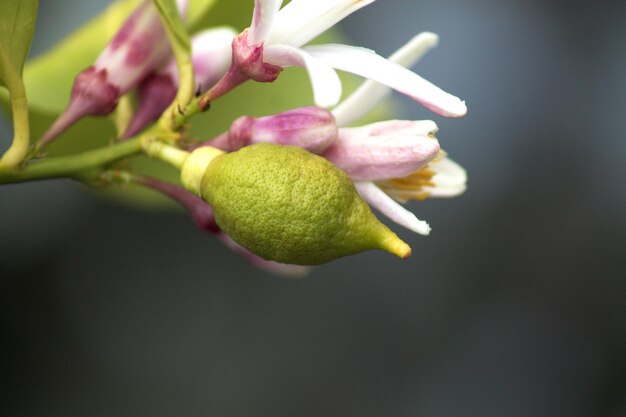 macro di limone che cresce sull'albero