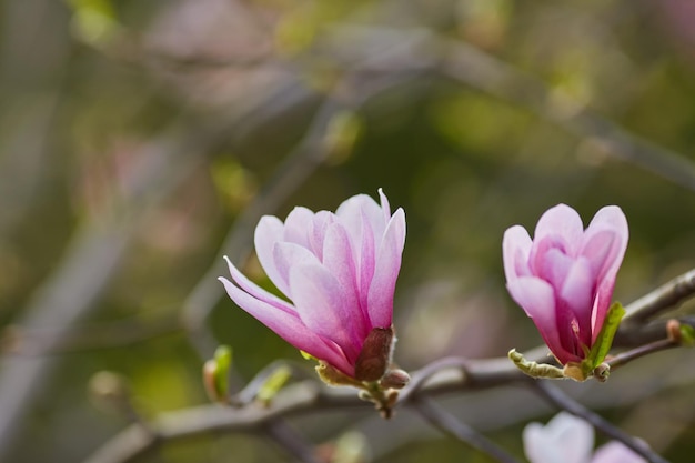 Macro di magnolia viola