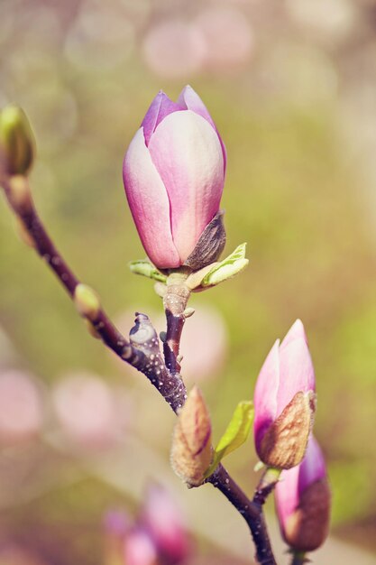 Macro di magnolia viola