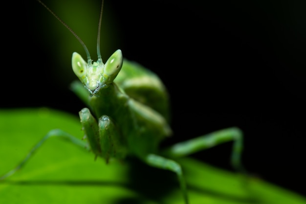 Macro di mantide verde