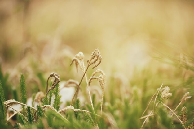 Macro di muschio verde