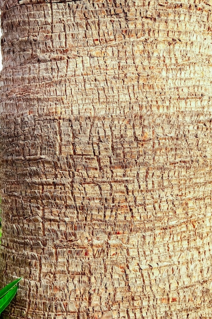 Macro di palma da vicino lo sfondo del tronco della piscina