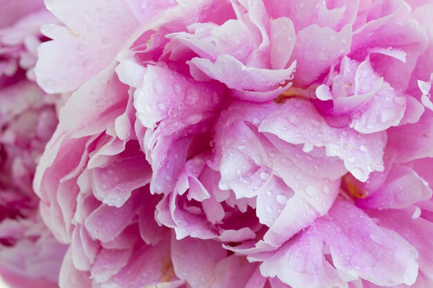 Macro di peonie rosa in fiore sfondo fiori