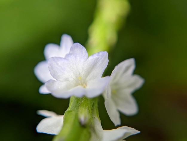 Macro di pianta da fiore priva