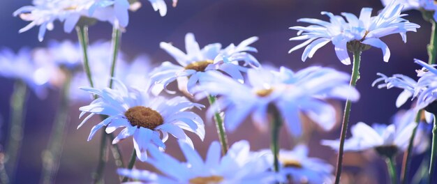 Macro di piante e fiori Dettaglio di petali e foglie al tramonto Sfondo di natura naturale