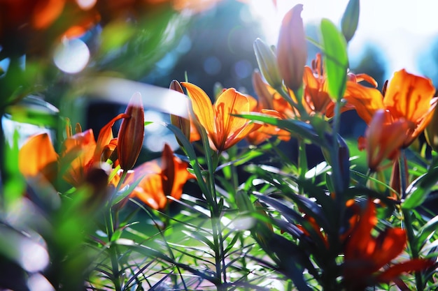 Macro di piante e fiori Dettaglio di petali e foglie al tramonto Sfondo di natura naturale