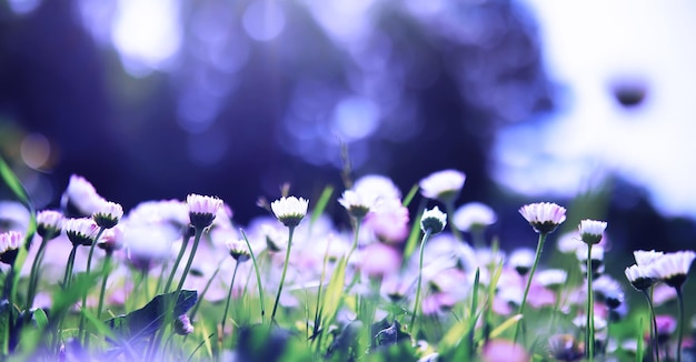 Macro di piante e fiori Dettaglio di petali e foglie al tramonto Sfondo di natura naturale