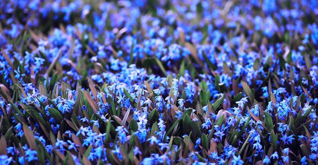 Macro di piante e fiori Dettaglio di petali e foglie al tramonto Sfondo di natura naturale