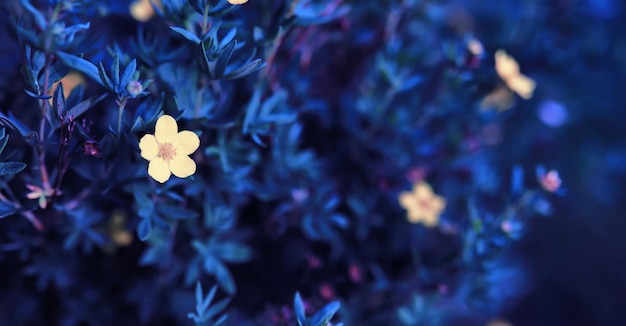 Macro di piante e fiori Dettaglio di petali e foglie al tramonto Sfondo di natura naturale